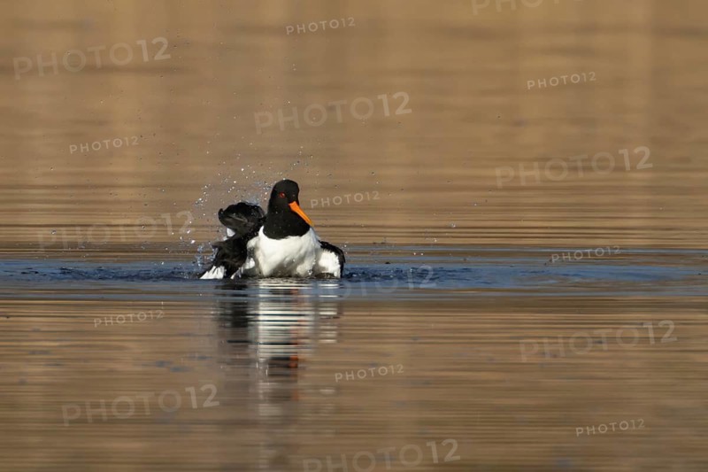Eurasian oystercatcher (Haematopus ostralegus) adult wading bird bathing in a lake, England, United Kingdom