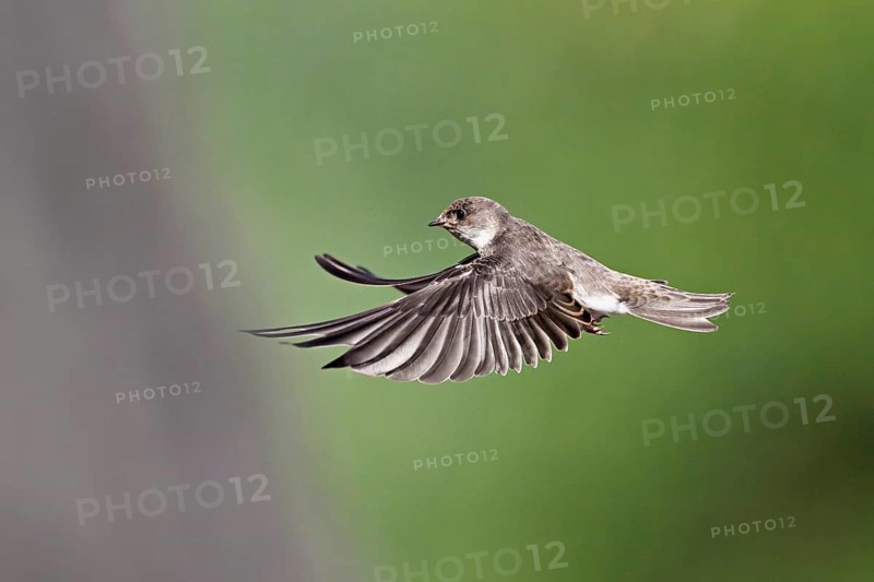 Sand martin (Riparia riparia), approaching the breeding tube, Reussegg nature reserve, Canton Aargau, Switzerland