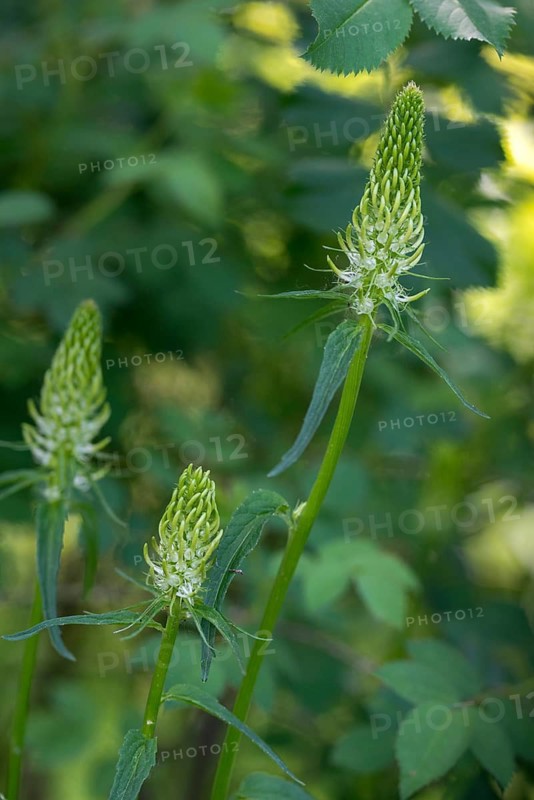 Campanulaceae, bellflower family, phyteuma spicatum, devil's claw, white devil's claw, flora, high size, portrait format, plants, spiked rampion, spiked rapunzel, spiked devil's claw