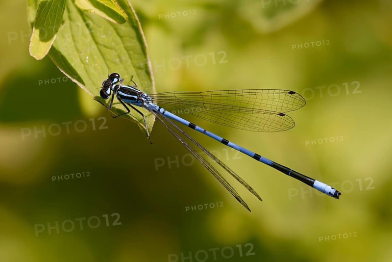 Azure damselfly, coenagrion puella, horseshoe azuremaid, damselflies, dragonflies, insects, dragonflies, odonata, zygoptera
