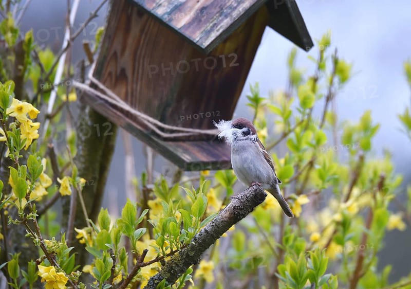 Sparrow, sparrow, (Passeridae) with nesting material in beak, Schleswig-Holstein, Germany