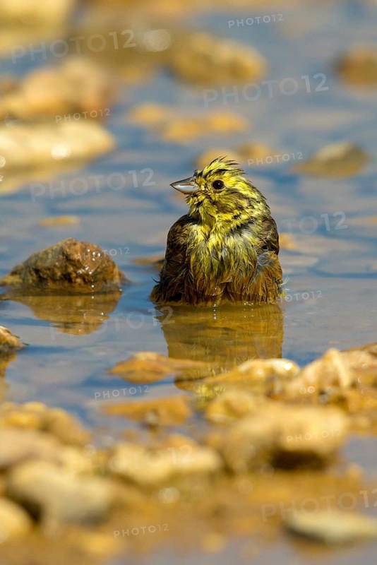 Emberiza Citrinella, Yellowhammer, Yellowhammer, Bath, Bird Bath, Birds, High Size, Portrait Format, Passeri, Songbirds, Potion, Birdbath, Birds, Watering Place