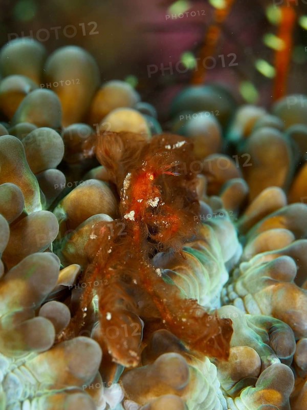 An orange crab, the orang-utan crab (Achaeus japonicus), on colourfully patterned coral formations, Gondol East dive site, Penyapangan, Bali, Indonesia