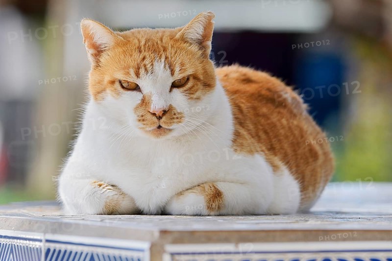 House cat lying on a wall, Fuerteventura, Canary Islands, Spain