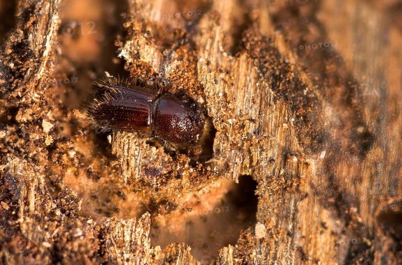 Letterpress, curculionidae, European spruce bark beetle, spruce bark beetle, large eight-toothed spruce bark beetle, ips typographus, weevils, beetles, bark beetles, coleoptera, insects, beetles