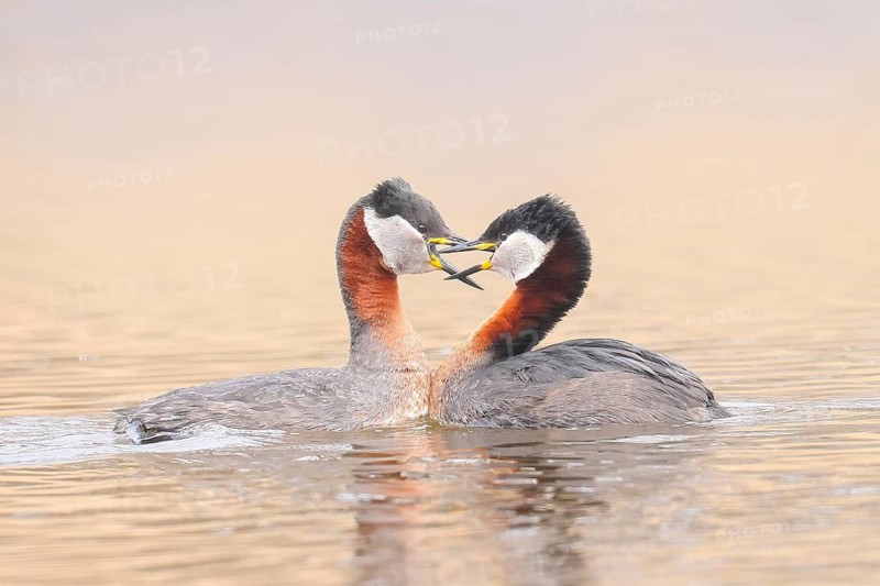 Red-necked Grebe (Podiceps grisegena), pair mating, grebe, shallow water zone, wildlife, nature photography, Baltic Sea, Baltic Sea island of Fehmarn, East Holstein, Schleswig-Holstein, Germany