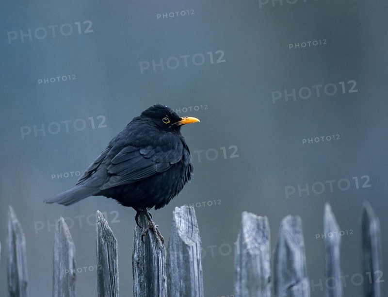 Blackbird, Turdus Merula, Birds, Garden, Garden Fence, Garden Fence, Leo, Male, Passeri, Songbirds, Thrush, Birds