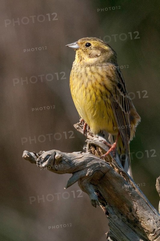 2009, Brandenburg, Emberiza Citrinella, Germany, Yellowhammer, Grünhäuser See, Nabu, national natural heritage, natural paradise Grünhaus, Yellowhammer, post-mining landscape, birds, green house, high size, portrait format, male, passeri, songbirds, birds