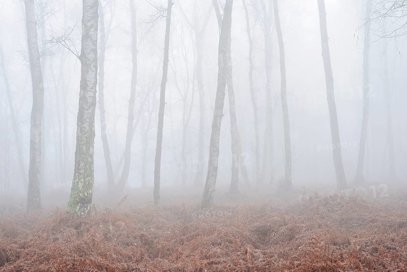 Birch forest and bracken fern (Pteridium aquilinum) with morning fog in winter, North Rhine-Westphalia, Germany