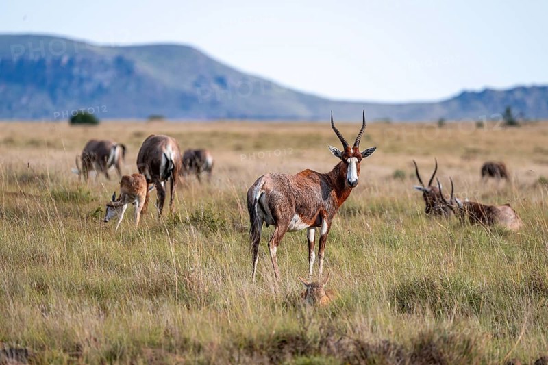 Herd of blesbok (Damaliscus pygargus phillipsi), adult with young, Mountain Zebra National Park, Eastern Cape, South Africa