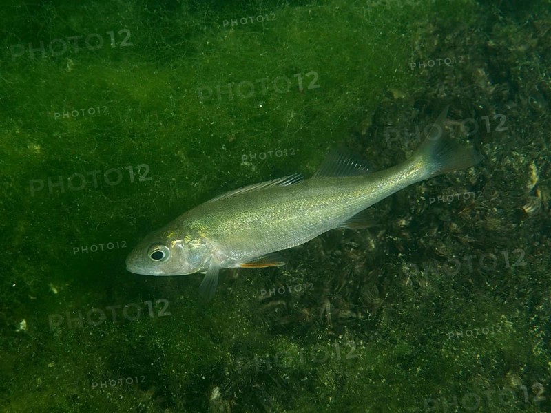 A silvery, gleaming river perch (Perca fluviatilis), known as ‘Egli', swims in green surroundings at the Baumgärtli dive site, Lake Zug, Lake Immen, Canton of Schwyz, Switzerland