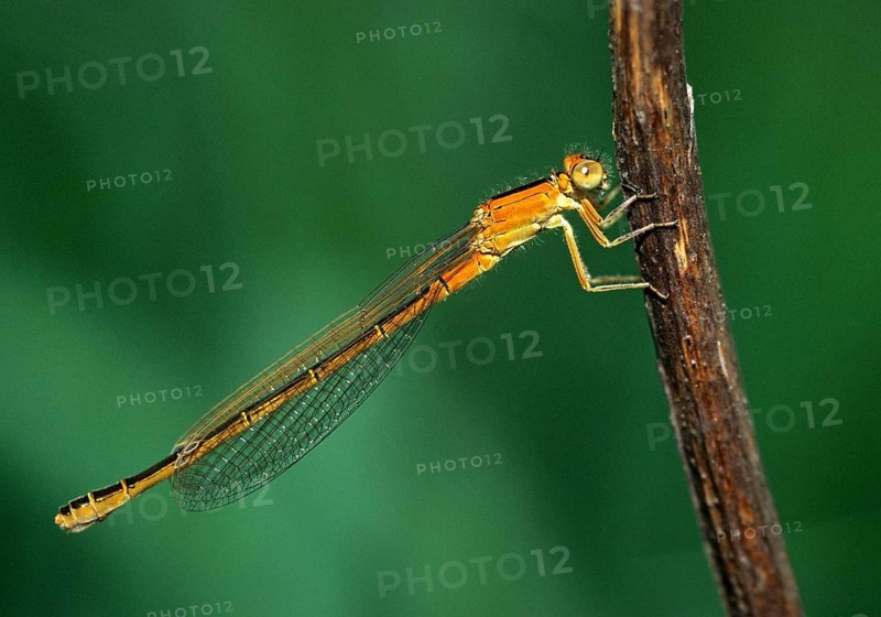 Ischnura Pumilio, little unlucky dragonfly, scarce blue-tailed damselfly, damselflies, dragonflies, female, freshly hatched, imago, insects, leo, dragonflies, odonata, female, zygoptera