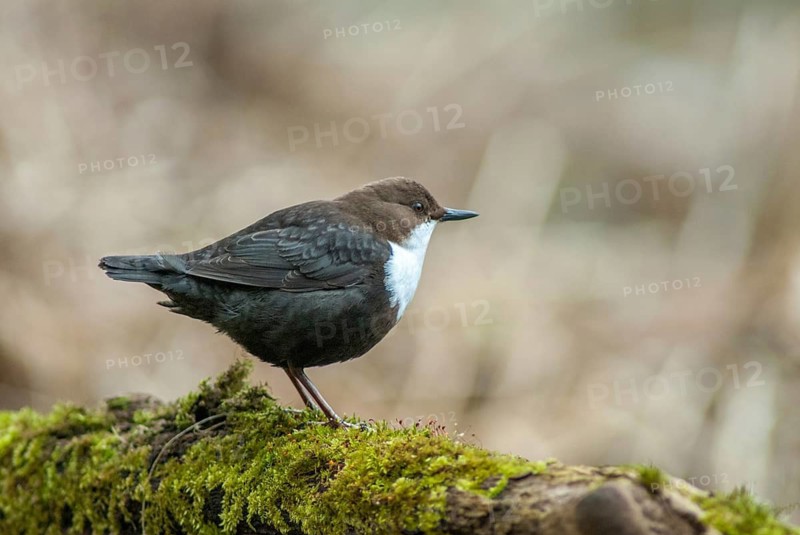 Cinclus cinclus, dippers, dippers, courtship behavior, birds, courtship display, male, passeri, songbirds, birds