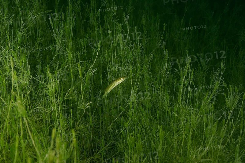 A pike swimming amidst dense green aquatic plants – hornwort (Chara tomentosa) – at the Wildsau dive site, Berlingen, Lake Constance, Switzerland, Germany