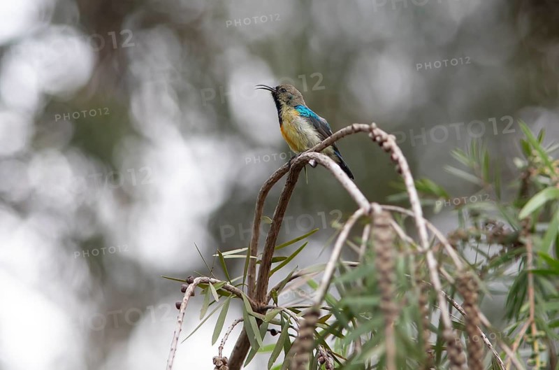 Variable Sunbird (Cinnyris venustus), Musanze or Ruhenegeri, Rwanda