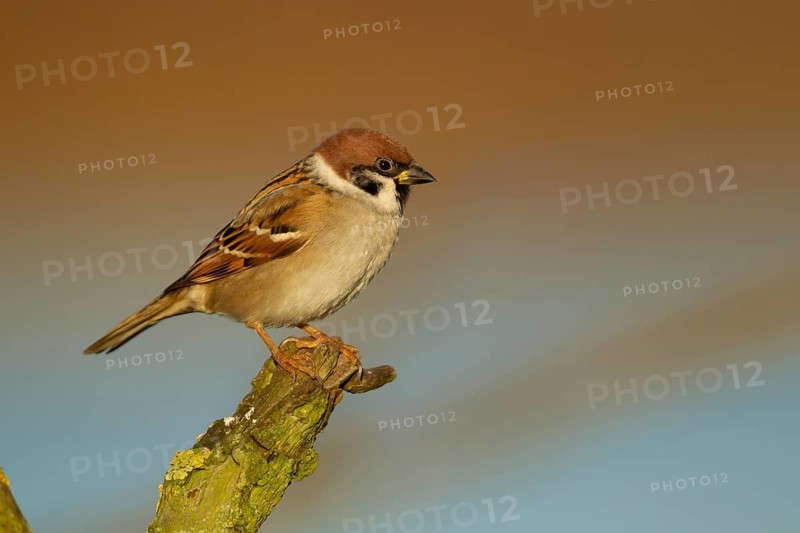 Tree sparrow (Passer montanus) adult bird on a tree branch, England, United Kingdom