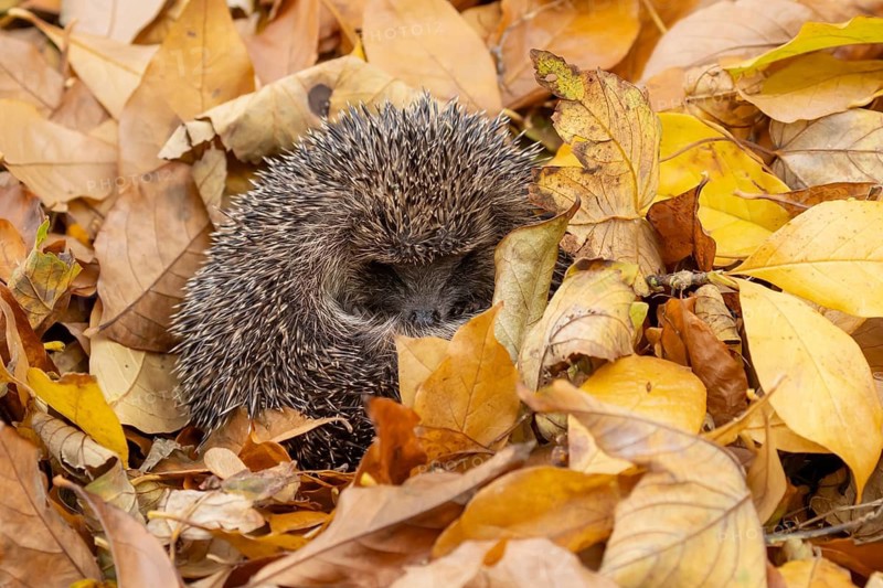 European hedgehog (Erinaceus europaeus) adult animal sleeping in fallen autumn colour leaves during hibernation, England, United Kingdom