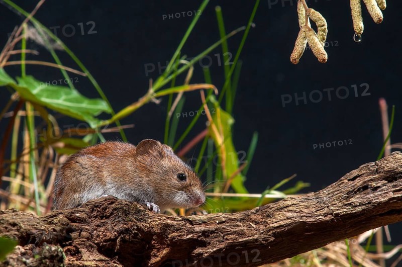 Bank vole, Clethrionomys glareolus, myodes glareolus, rodents, rodentia, rubella, forest vole, mammals, mouse, muroids, rodents, mammals, vole