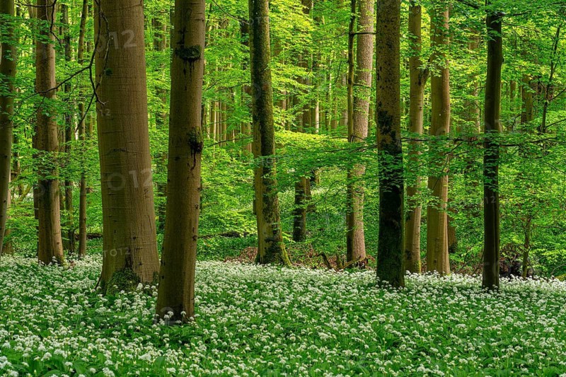 An idyllic primeval forest with majestic European beech trees (Fagus sylvatica), surrounded by white-flowering wild garlic (Allium ursinum), spring, Hainich National Park, Thuringia, Germany
