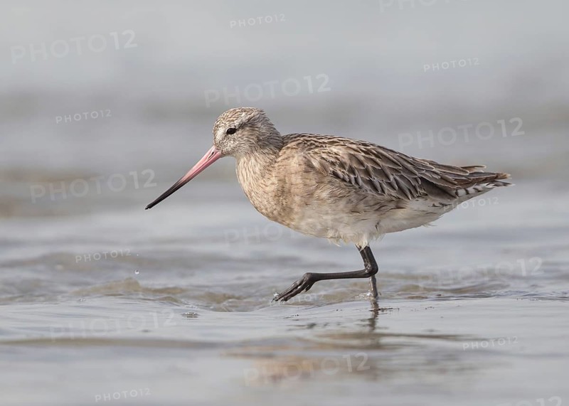 Bar-tailed Godwit (Limosa lapponica) foraging, Gambia