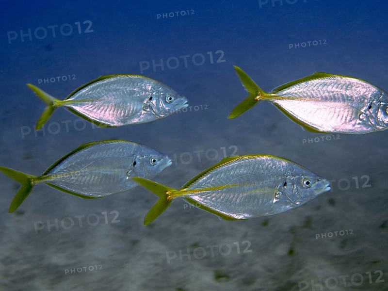 Four yellowfin mackerel (Pseudocaranx dentex) swimming in clear water against a deep blue background, dive site: El Cabron Marine Reserve, Arinaga, Gran Canaria, Spain, Europe, Atlantic Ocean