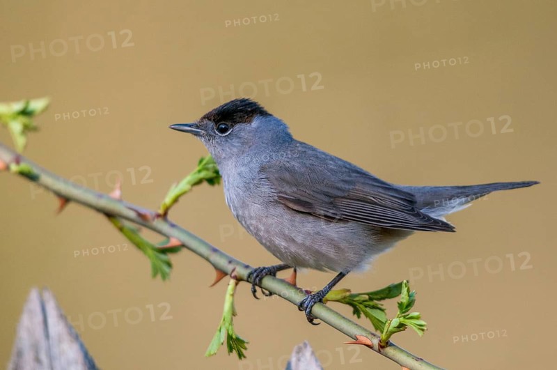 Blackcap, blackcap, blackcap, Sylvia atricapilla, birds, garden, garden fence, male, passeri, songbirds, songbirds, birds
