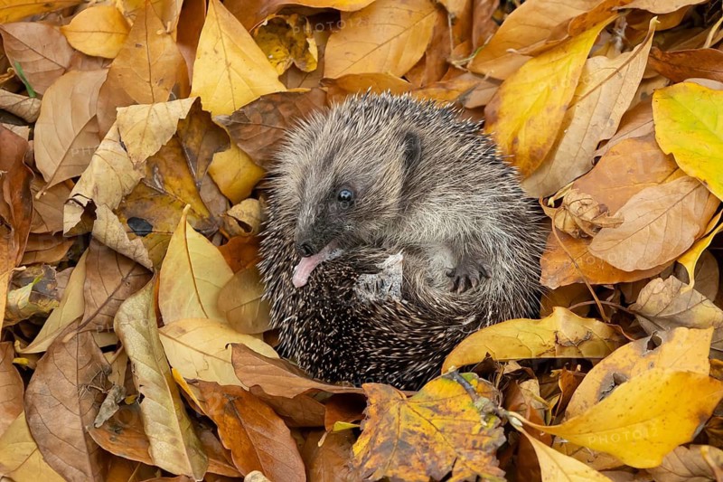 European hedgehog (Erinaceus europaeus) adult animal resting on autumn colour leaves in a garden during hibernation, England, United Kingdom