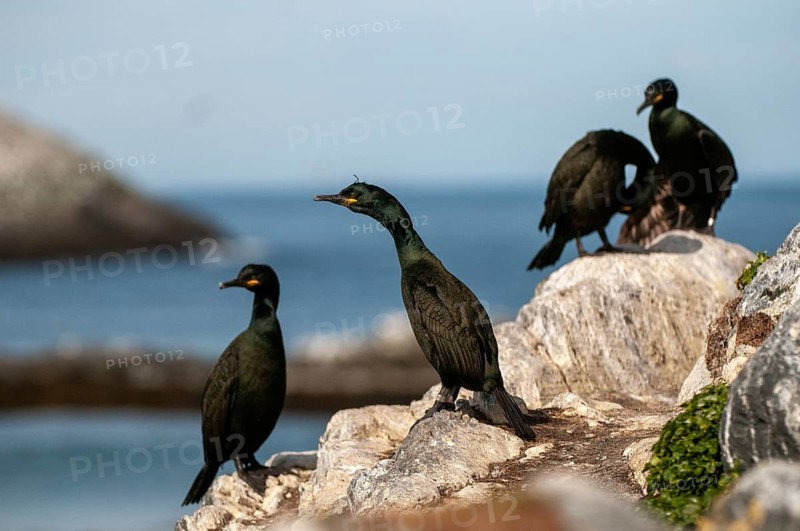 Common Shag, European Shag, Gulosus Aristotelis, Crow Shard, Norway, Phalacrocorax Aristotelis, Varanger, Birds, Pelecaniformes, Ropedes, Birds, Waterbirds, Waterbirds