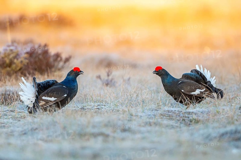 Black grouse (Lyrurus tetrix), black grouse courtship in Sweden, Fågelsjö, Gävleborgs län, Sweden