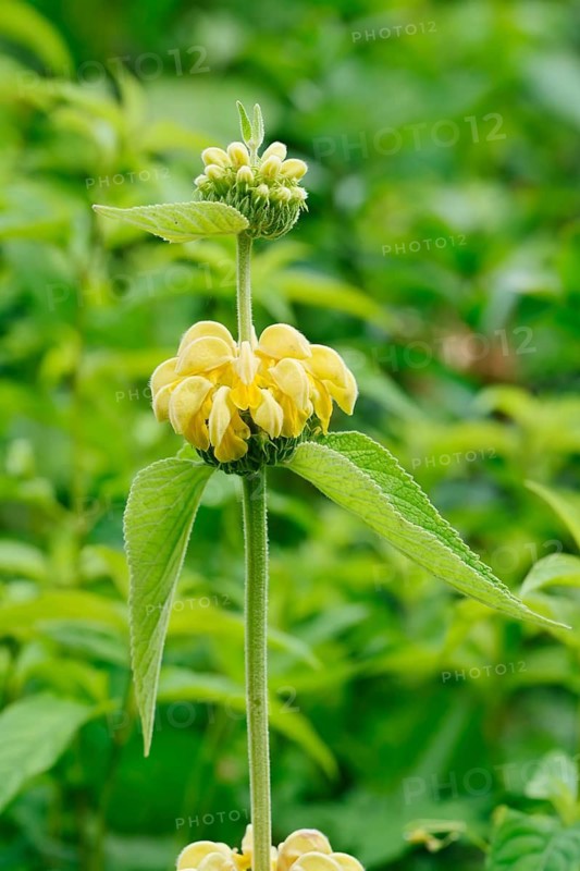 Russel's phlomis or Syrian phlomis (Phlomis russeliana), inflorescence, ornamental plant, North Rhine-Westphalia, Germany