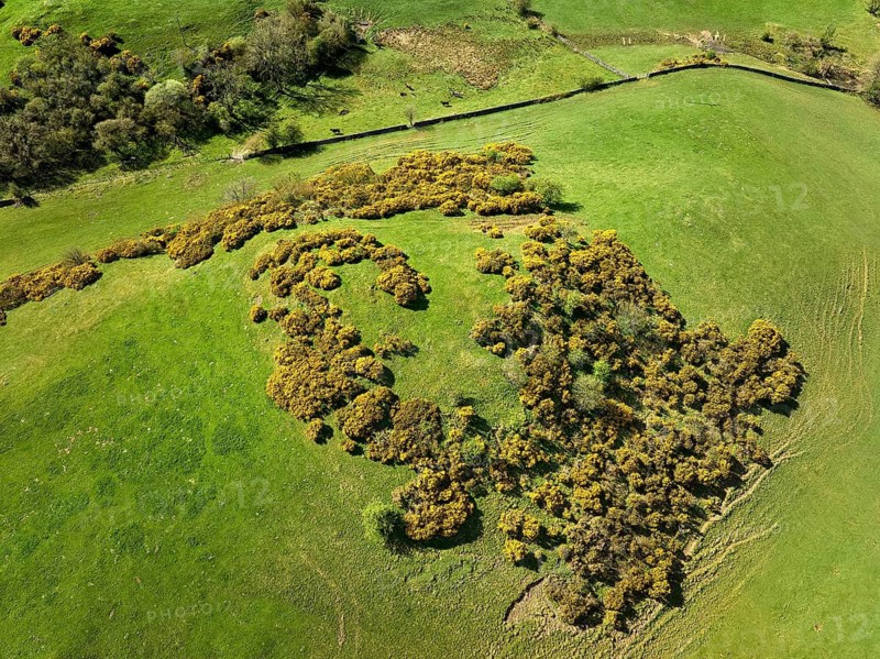 Aerial photo of ameadow pasture with blooming gorse in Northumberland, England, UK