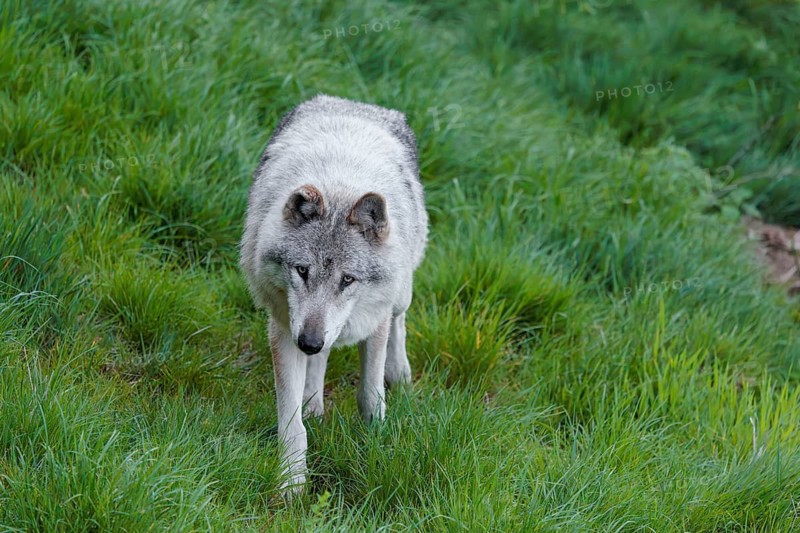 A Eurasian gray wolf (Canis lupus lupus) runs across a green meadow at the edge of the forest on a cloudy day. Transylvania, Romania