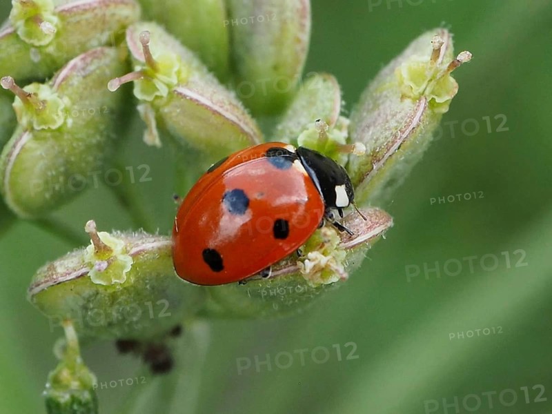 Close-up of a ladybird, the seven-spot ladybird (Coccinella septempunctata), on a plant bud, focusing on the details, Goms, Canton of Valais, Switzerland