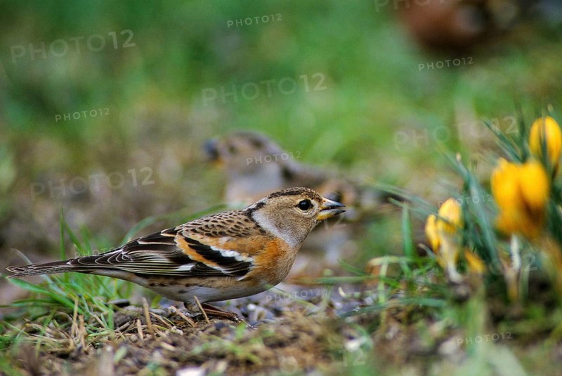 Mountain Finch, Brambling, Fringilla Montifringilla, Birds, Spring, Garden, Leo, Passeri, Songbirds, Jump, Birds