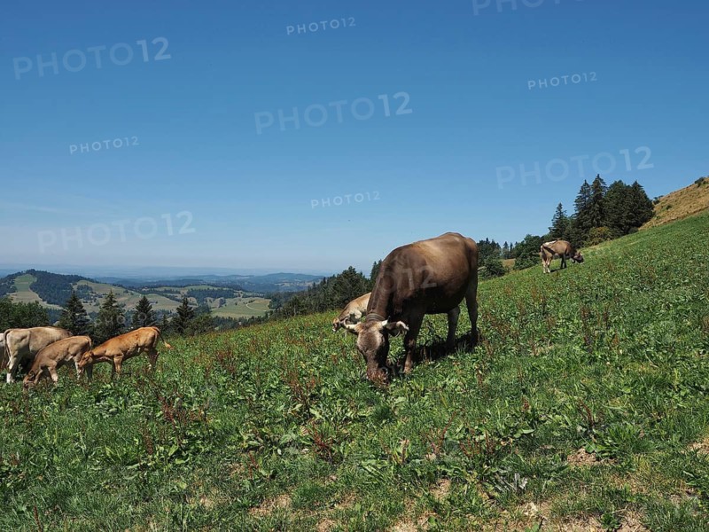 A herd of cows grazes peacefully in a meadow with mountain views, Hüttchopf, Tösstal, Canton of Zurich, Switzerland