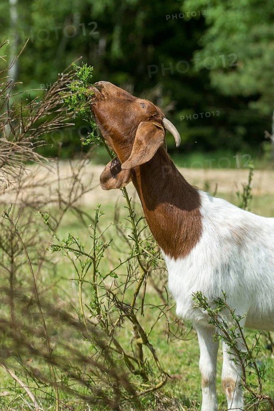 Artiodactyla, Boer goat, Capra aegagrus hircus sspec.1, even-toed ungulate, cloven-hoofed, domesticated animals, woody bite, pet, high size, portrait format, landscape management, landscape conservation, mammals, mammals, goat