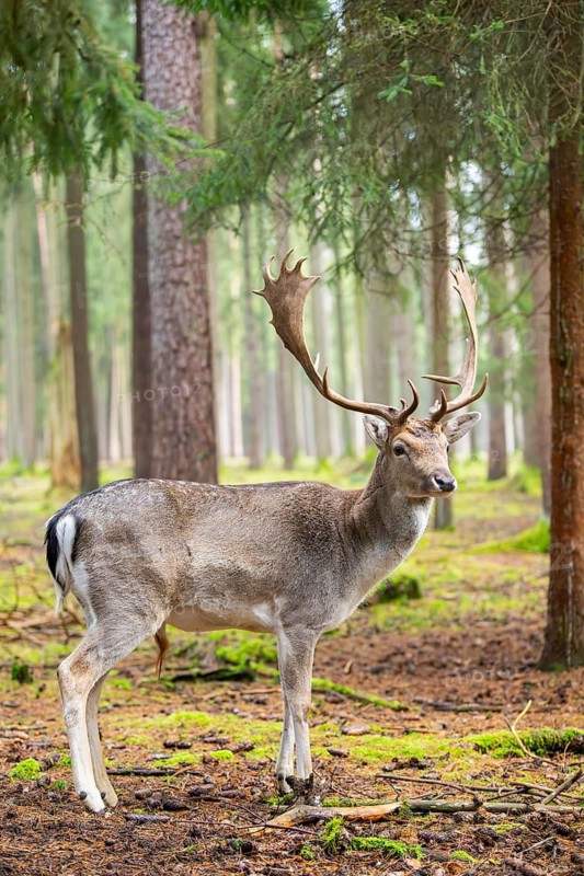 European fallow deer (Dama dama) buck in a forest in autumn, Bavaria, Germany