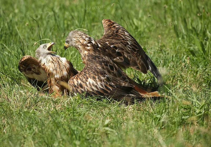 Red Kite (Milvus milvus) – adult birds squabbling in a meadow, Allgäu, Bavaria, Germany