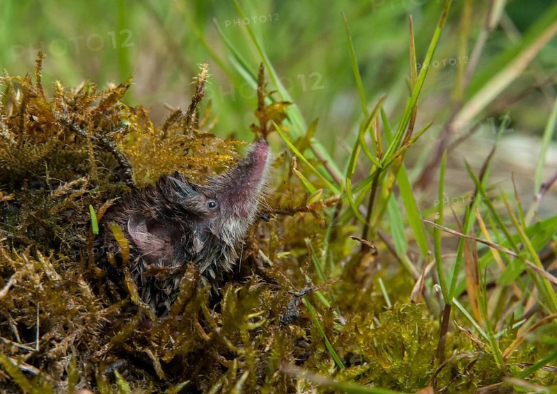 Common shrew, insectivora, insectivora, sorex araneus, wood shrew, mammals, shrew, mammals