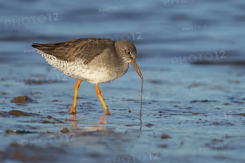 Common redshank (Tringa totanus) adult wading bird pulling a lug worm for food from a mudflat, Norfolk, England, United Kingdom