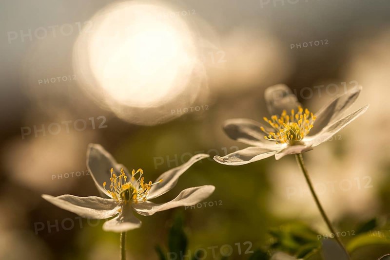 Anemone nemorosa, wood anemone, European thimbleweed, buttercup family, ranunculaceae, flora, plants, plants, smell fox, thimbleweed, windflower, wood anemone, wood anemone