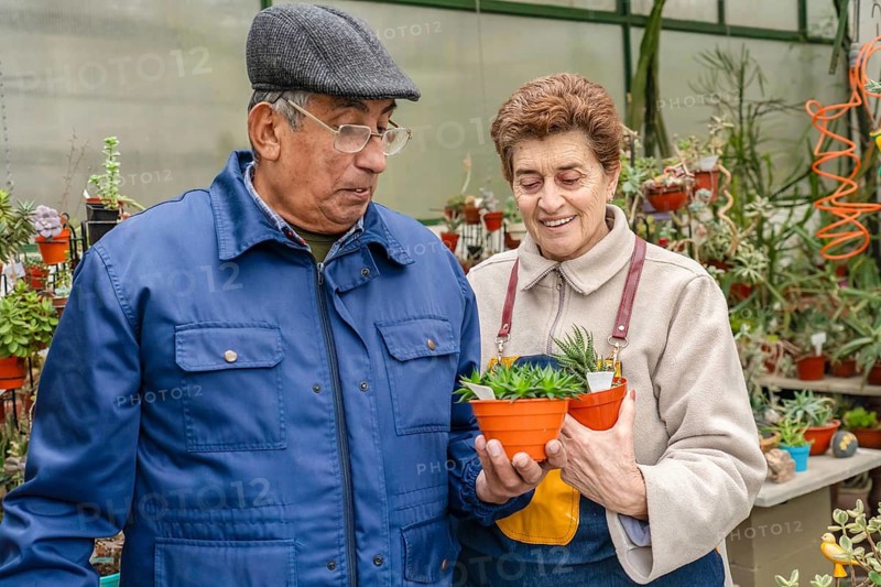 Close-up of a mature couple examining a haworthia succulent in an orange terracotta pot, both leaning in with interest inside their home greenhouse surrounded by plants