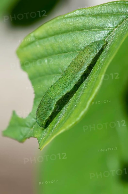 Brimestone, Gonepteryx Rhamni, Butterfly, High Size, Portrait, Inchworm, Insects, Caterpillar, Butterfly, Butterflies