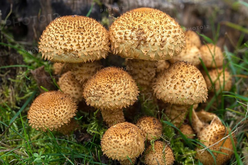 Dryophila squarrosa, Pholiota squarrosa, Pholiota verruculosa, cubs, sparse squeaks, strophariaceae, triplet relatives, fungi, fungi, Scaly pholiota, shaggy scalycap