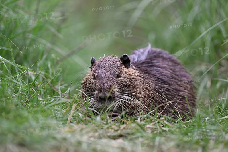 Nutria (Myocastor coypus), grazing, Camargue, southern France, France