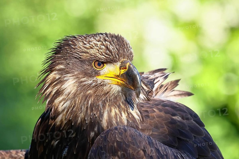 Bald Eagle (Haliaeetus leucocephalus), animal portrait, juvenile, captive, found in North America, Rhineland-Palatinate, Germany