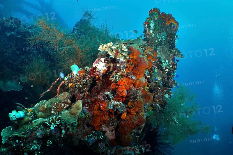 Colourful coral-covered shipwreck in blue water, USAT Liberty dive site, Tulamben, Bali, Indonesia