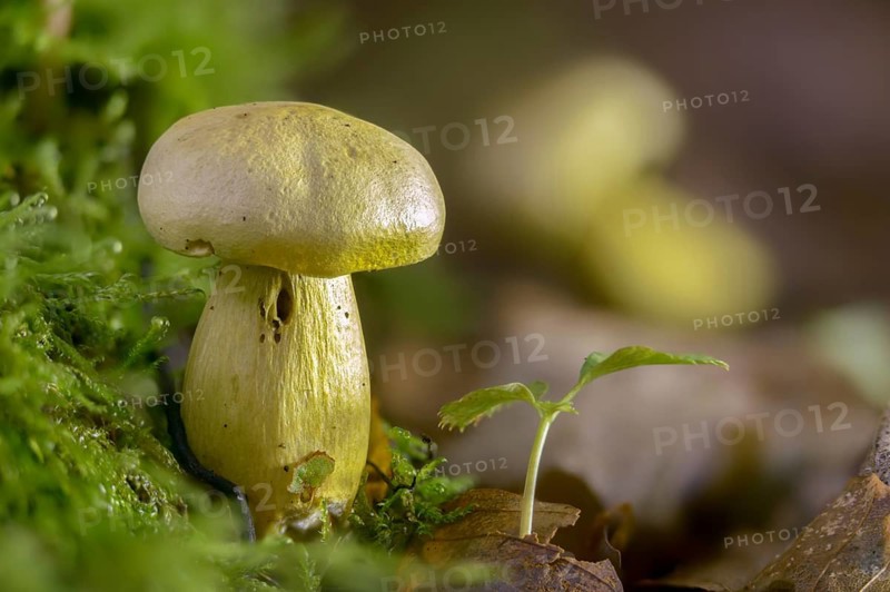 Agaricus sulphureus, gas agaric, common sulfur knight, gymnopus sulphureus, gyrophila sulphurea, knighthling, sulphur knight, tricholoma sulphureum, fungi, fungi, mushrooms