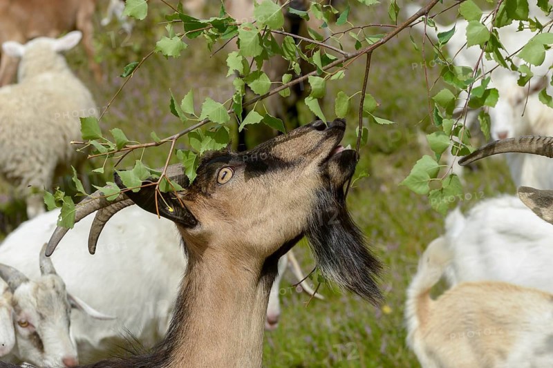 Artiodactyla, Capra Aegagrus Hircus, even-toed ungulate, cloven-hoofed, Pöllwitzer Wald, Thuringia, Thuringia, grazing, domesticated animals, extensive grazing, woody bite, goat, pet, high size, portrait, mammals, bite, willow, wild willow, goat