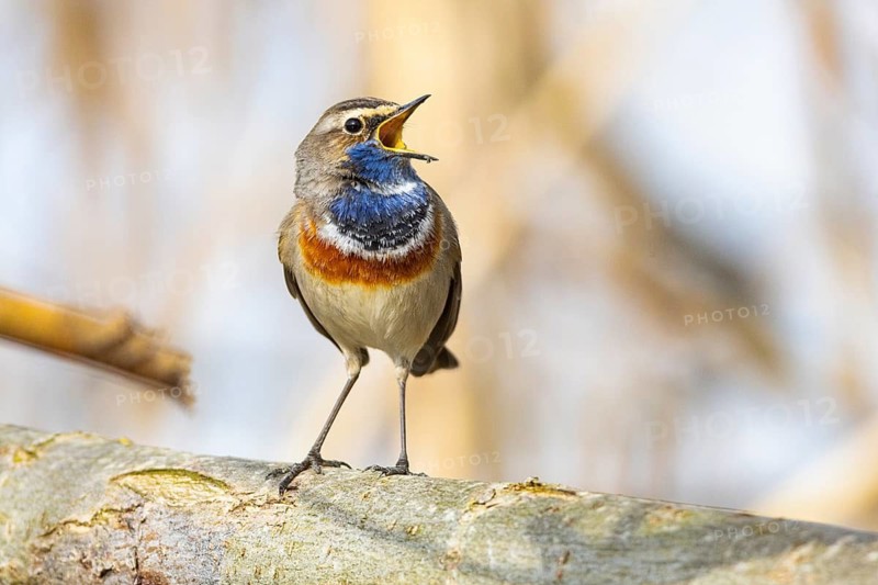 Bluethroat (Luscinia svecica cyanecula) ml Germany